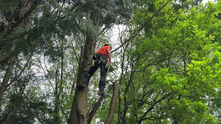 Best Tree Disease Treatment  in USA